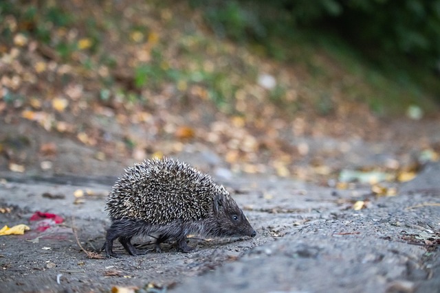 熊猫杯U22国足2-0力克韩国U22，拜合拉木双响+写意脚后跟破门